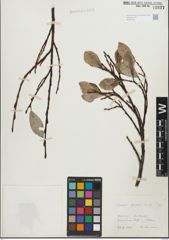 Foto von Salix glabra Scop.